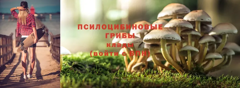 Псилоцибиновые грибы Magic Shrooms  Кизилюрт 